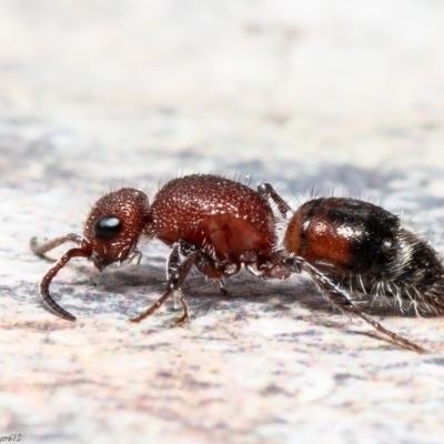 Mutillidae (family) (Unidentified Mutillid wasp or velvet ant) at Macgregor, ACT - 16 Aug 2021 by Roger