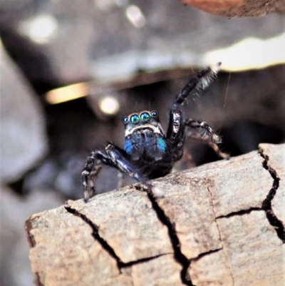 Jotus auripes (Jumping spider) at Aranda Bushland - 11 Aug 2021 by CathB