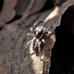 Jotus auripes at Holt, ACT - 11 Aug 2021