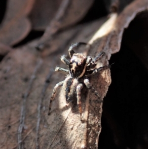 Jotus auripes at Holt, ACT - 11 Aug 2021 03:16 PM