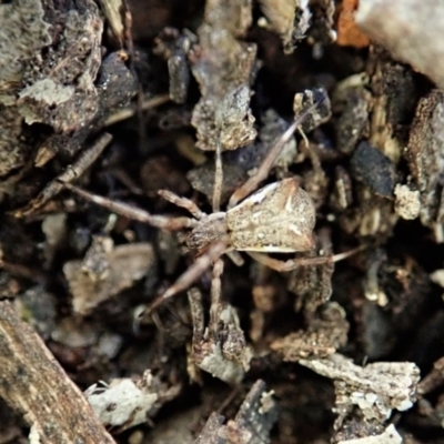 Sidymella trapezia (Trapezoid Crab Spider) at Aranda Bushland - 7 Aug 2021 by CathB