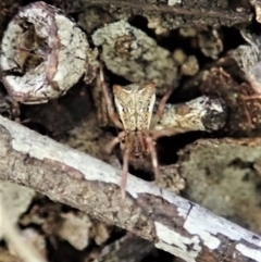 Sidymella trapezia at Aranda, ACT - 7 Aug 2021