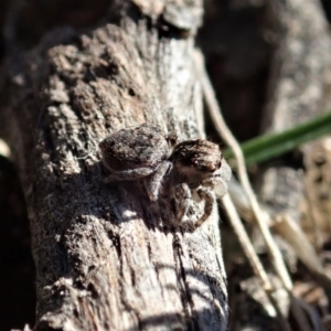 Maratus calcitrans at Aranda, ACT - suppressed