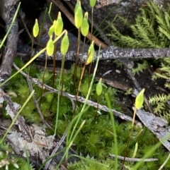 Rosulabryum sp. (A moss) at Fadden, ACT - 16 Aug 2021 by AnneG1