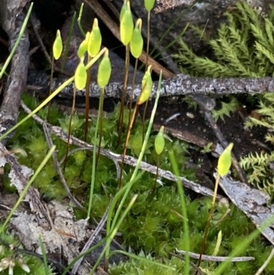 Rosulabryum sp. (A moss) at Wanniassa Hill - 16 Aug 2021 by AnneG1