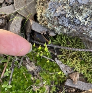 Rosulabryum sp. at Fadden, ACT - 16 Aug 2021
