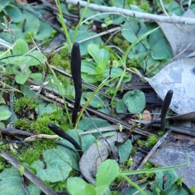 Geoglossum (Earth tongue) at Aranda, ACT - 5 Aug 2021 by CathB