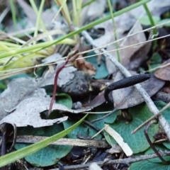 Geoglossum at Aranda, ACT - 5 Aug 2021