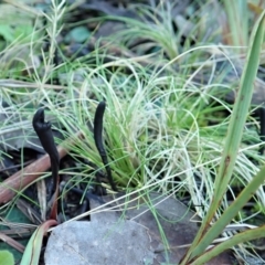 Geoglossum at Aranda, ACT - suppressed