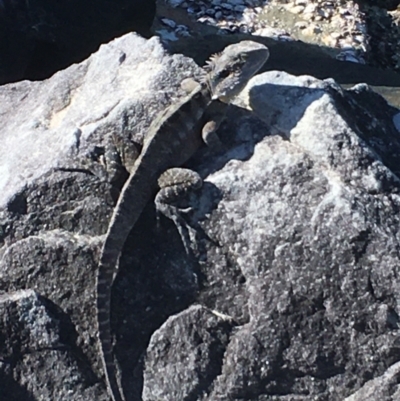Intellagama lesueurii lesueurii (Eastern Water Dragon) at Evans Head, NSW - 16 Aug 2021 by Claw055