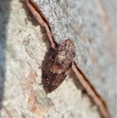 Ledrinae (subfamily) (A Flat-headed Leafhopper) at Mount Painter - 12 Aug 2021 by CathB