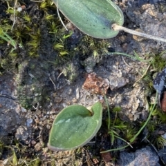 Eriochilus cucullatus (Parson's Bands) at Wanniassa Hill - 15 Aug 2021 by AnneG1