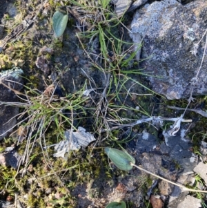 Eriochilus cucullatus at Fadden, ACT - suppressed