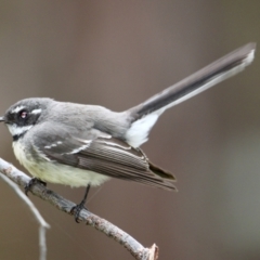 Rhipidura albiscapa (Grey Fantail) at Red Light Hill Reserve - 16 Aug 2021 by PaulF