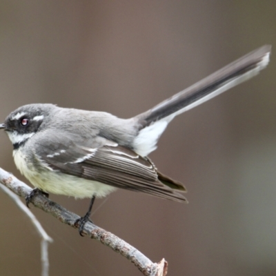 Rhipidura albiscapa (Grey Fantail) at Springdale Heights, NSW - 16 Aug 2021 by PaulF