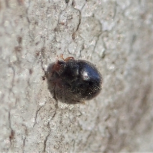 Coccinellidae (family) at Cook, ACT - 12 Aug 2021 04:21 PM