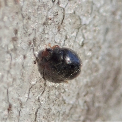 Coccinellidae (family) (Unidentified lady beetle) at Mount Painter - 12 Aug 2021 by CathB