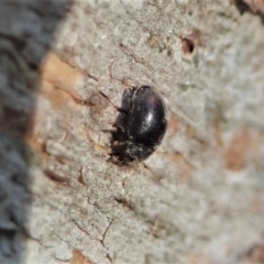 Coccinellidae (family) at Cook, ACT - 12 Aug 2021 04:21 PM