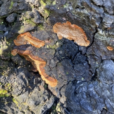 Phellinus sp. (non-resupinate) (A polypore) at Fadden, ACT - 15 Aug 2021 by AnneG1