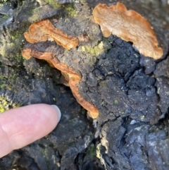 Phellinus sp. (non-resupinate) at Fadden, ACT - 15 Aug 2021