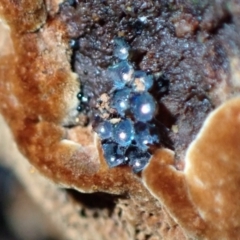 Unverified Fungus at Fadden, ACT - 15 Aug 2021 by AnneG1