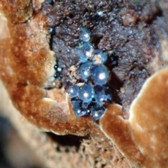 Unidentified Fungus (TBC) at Fadden, ACT - 15 Aug 2021 by AnneG1