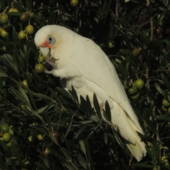 Cacatua sanguinea (Little Corella) at Conder, ACT - 19 May 2021 by michaelb