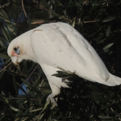 Cacatua sanguinea (Little Corella) at Pollinator-friendly garden Conder - 17 Jul 2021 by michaelb