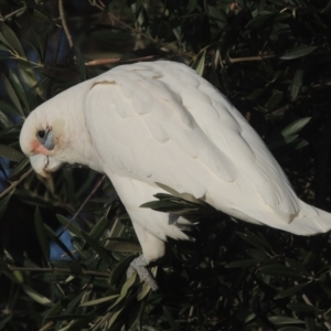 Cacatua sanguinea at Conder, ACT - 17 Jul 2021 04:08 PM