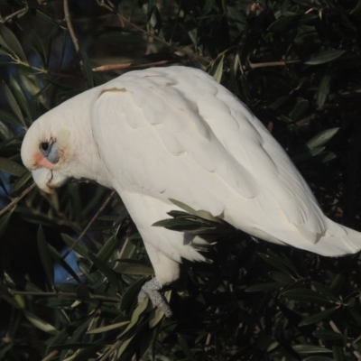 Cacatua sanguinea (Little Corella) at Conder, ACT - 17 Jul 2021 by michaelb