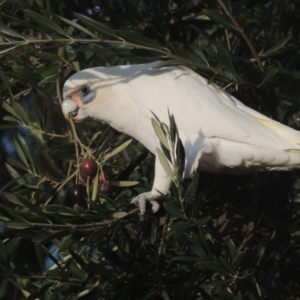 Cacatua sanguinea at Conder, ACT - 17 Jul 2021 04:08 PM