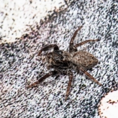 Unidentified Jumping or peacock spider (Salticidae) at Macgregor, ACT - 14 Aug 2021 by Roger