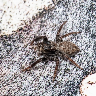 Unidentified Jumping or peacock spider (Salticidae) at Macgregor, ACT - 14 Aug 2021 by Roger