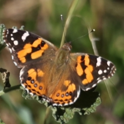 Vanessa kershawi (Australian Painted Lady) at Mount Ainslie - 14 Aug 2021 by jb2602