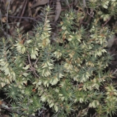 Melichrus urceolatus (Urn Heath) at Tennent, ACT - 7 Jul 2021 by MichaelBedingfield