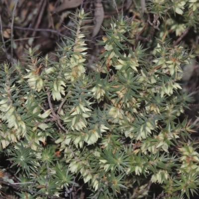 Melichrus urceolatus (Urn Heath) at Gigerline Nature Reserve - 7 Jul 2021 by michaelb