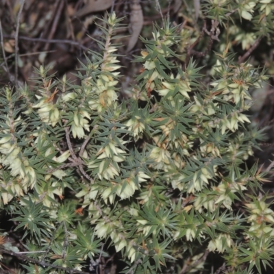 Melichrus urceolatus (Urn Heath) at Tennent, ACT - 7 Jul 2021 by MichaelBedingfield