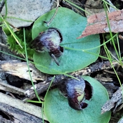 Corysanthes incurva (Slaty Helmet Orchid) at Aranda, ACT - 12 Aug 2021 by CathB