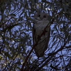 Tyto alba (Barn Owl) at Gungahlin, ACT - 15 Aug 2021 by ammb