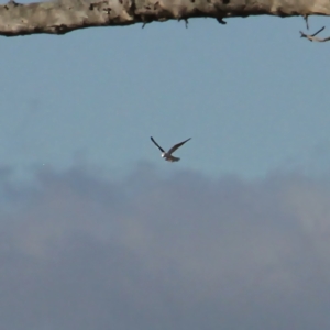 Elanus axillaris at Throsby, ACT - 1 Sep 2021 09:55 AM