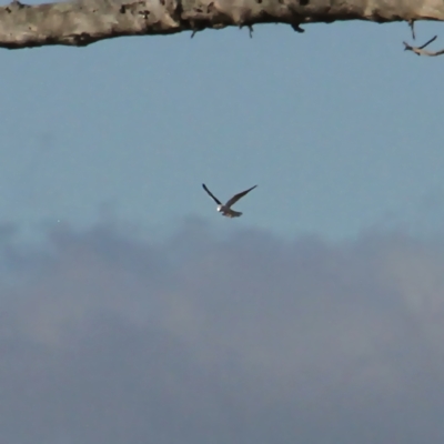 Elanus axillaris (Black-shouldered Kite) at Throsby, ACT - 1 Sep 2021 by davobj