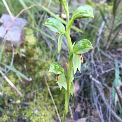 Bunochilus umbrinus (Broad-sepaled Leafy Greenhood) at Black Mountain - 17 Aug 2021 by RWPurdie