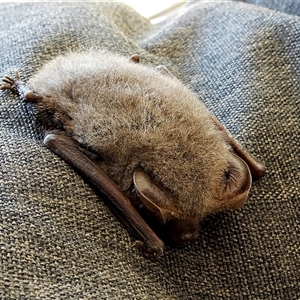 Nyctophilus geoffroyi at Crooked Corner, NSW - 15 Aug 2021