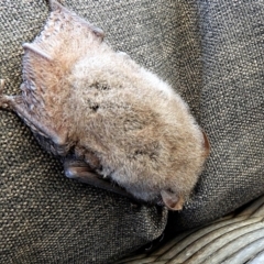 Nyctophilus geoffroyi at Crooked Corner, NSW - 15 Aug 2021