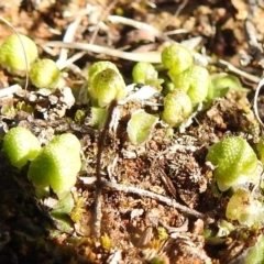 Asterella drummondii (A thallose liverwort) at Lions Youth Haven - Westwood Farm - 17 Aug 2021 by HelenCross
