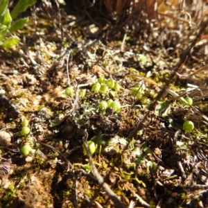 Asterella drummondii at Kambah, ACT - 17 Aug 2021