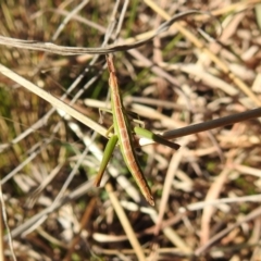 Keyacris scurra (Key's Matchstick Grasshopper) at Lions Youth Haven - Westwood Farm A.C.T. - 17 Aug 2021 by HelenCross