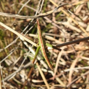 Keyacris scurra at Kambah, ACT - 17 Aug 2021 01:39 PM