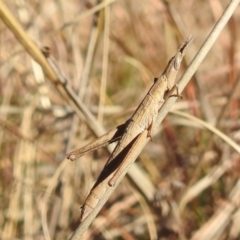 Keyacris scurra at Kambah, ACT - 17 Aug 2021 01:39 PM