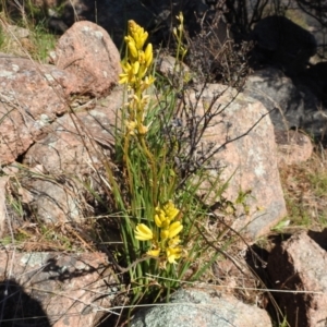 Bulbine glauca at Bullen Range - 14 Aug 2021